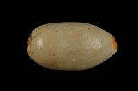 藏品(雨絲寶螺)的圖片